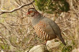 Góropatwa berberyjska - Alectoris barbara - Barbary Partridge