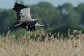 Żuraw - Grus grus - Common Crane