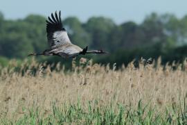 Żuraw - Grus grus - Common Crane
