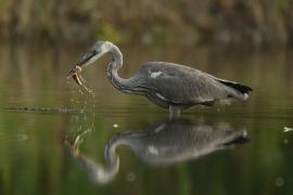 Czapla siwa - Ardea cinerea -Grey Heron