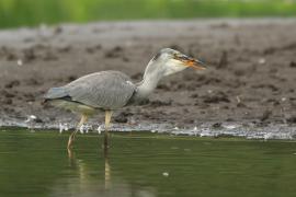 Czapla siwa - Ardea cinerea -Grey Heron