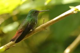 Szmaragdzik brązowosterny - Amazilia tzacatl - Rufous-tailed Hummingbird