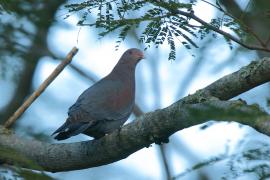 Gołąbczak czerwonodzioby - Patagioenas flavirostris - Red-billed Pigeon