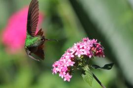 Szmaragdzik brązowosterny - Amazilia tzacatl - Rufous-tailed Hummingbird