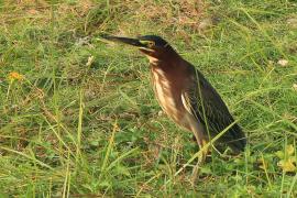Czapla zielona - Butorides virescens - Green Heron