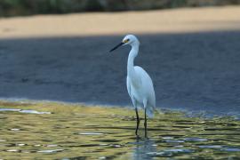 Czapla śnieżna - Egretta thula - Snowy Egret