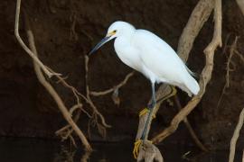 Czapla śnieżna - Egretta thula - Snowy Egret