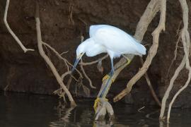 Czapla śnieżna - Egretta thula - Snowy Egret