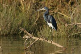 Czapla trójbarwna - Egretta tricolor - Tricolored Heron