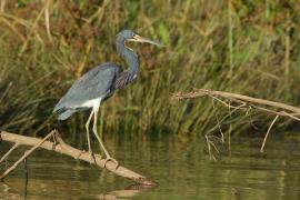 Czapla trójbarwna - Egretta tricolor - Tricolored Heron