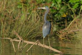 Czapla trójbarwna - Egretta tricolor - Tricolored Heron