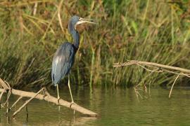 Czapla trójbarwna - Egretta tricolor - Tricolored Heron