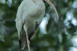 Ibis biały - Eudocimus albus - White Ibis