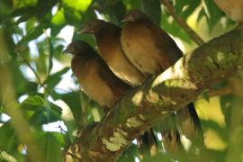 Czakalaka północna - Ortalis vetula - Plain Chachalaca