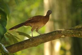 Czakalaka północna - Ortalis vetula - Plain Chachalaca