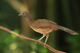 Czakalaka północna - Ortalis vetula - Plain Chachalaca