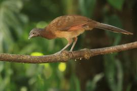 Czakalaka północna - Ortalis vetula - Plain Chachalaca