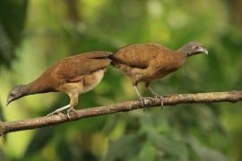 Czakalaka północna - Ortalis vetula - Plain Chachalaca