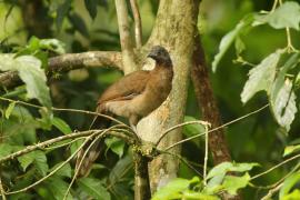 Czakalaka północna - Ortalis vetula - Plain Chachalaca