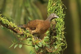 Czakalaka północna - Ortalis vetula - Plain Chachalaca