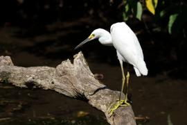 Czapla śnieżna - Egretta thula - Snowy Egret