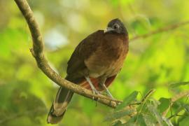 Czakalaka północna - Ortalis vetula - Plain Chachalaca