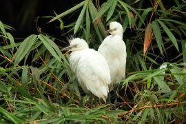 Czapla złotawa - Bubulcus ibis - Western Cattle Egret