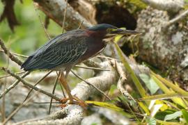 Czapla zielona - Butorides virescens - Green Heron