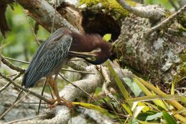 Czapla zielona - Butorides virescens - Green Heron