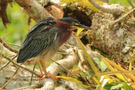 Czapla zielona - Butorides virescens - Green Heron