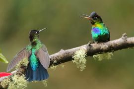 Złotniczek - Panterpe insignis - Fiery-throated Hummingbird