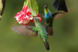 Ametyścik cienkodzioby - Eugenes fulgens - Magnificent Hummingbird