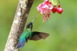 Złotniczek - Panterpe insignis - Fiery-throated Hummingbird
