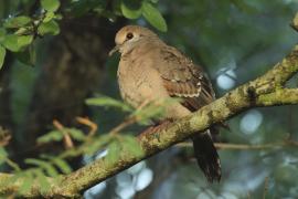 Turkaweczka zielonoplamkowa -Turtur chalcospilos -Emerald-spotted Wood Dove