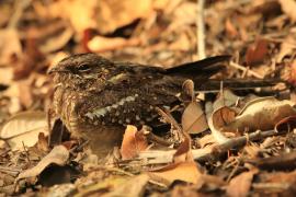 Lelek wysmukły - Caprimulgus clarus - Slender-tailed Nightjar