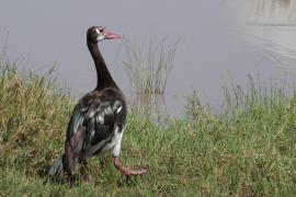 Gęsiec - Plectropterus gambensis - Spur-winged Goose