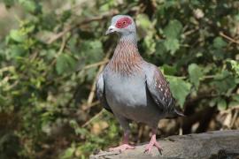 Gołąb okularowy - Columba guinea - Speckled Pigeon