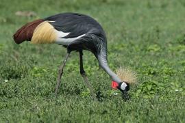Koronnik szary - Balearica regulorum - Grey Crowned Crane