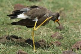 Czajka płowa - Vanellus senegallus - Wattled Lapwing