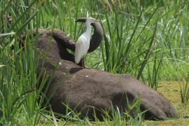 Czapla złotawa - Bubulcus ibis - Western Cattle Egret