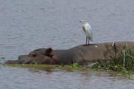 Czapla złotawa - Bubulcus ibis - Western Cattle Egret