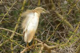 Czapla modronosa - Ardeola ralloides - Squacco Heron