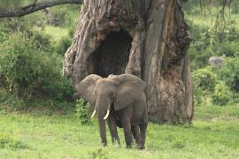 Słoń afrykański - Loxodonta africana -  African savanna elephant 