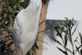 Czapla złotawa - Bubulcus ibis - Western Cattle Egret