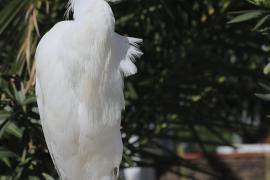 Czapla złotawa - Bubulcus ibis - Western Cattle Egret