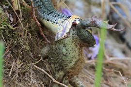 Zaskroniec - Natrix natrix - Grass snake
