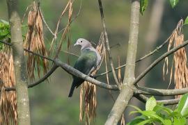 Muszkatela miedziana - Ducula aenea - Green Imperial Pigeon