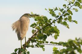 Czapla siodłata - Ardeola grayii - Indian Pond-Heron