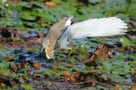 Czapla siodłata - Ardeola grayii - Indian Pond-Heron