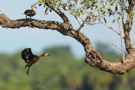 Drzewica indyjska - Dendrocygna javanica - Lesser Whistling-duck